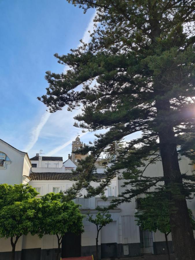 Araucaria * Sanlúcar de Barrameda
